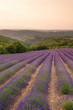 Lavendel Felder bei Entrevennes, Provence Frankreich