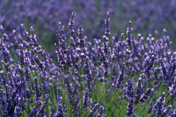  Lavendel Felder bei Entrevennes, Provence Frankreich