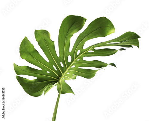 monstera-duzy-lisc-lisc-monstery-roslina