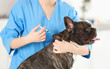 © Africa Studio - Veterinarian vaccinating dog in light clinic