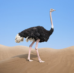 ostrich in desert