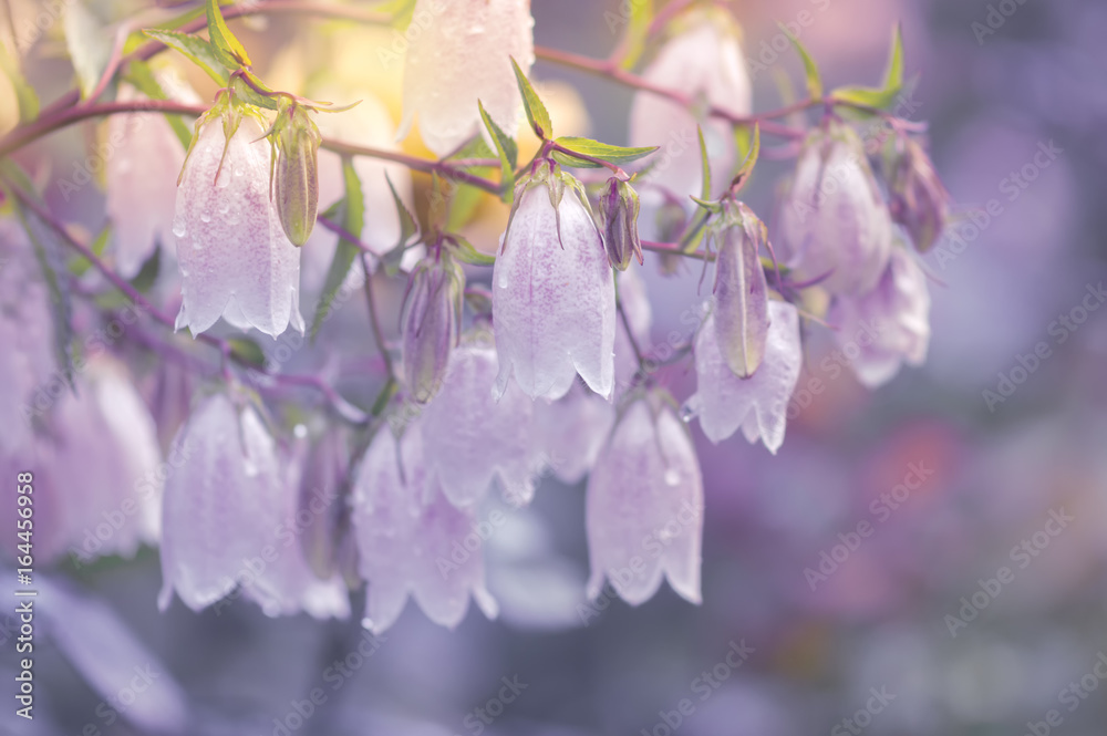 White flower bells on a purple background - obrazy, fototapety, plakaty 