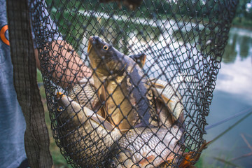 Wall Mural - Fisherman's catch fish in nets on the pond.