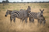 Fototapeta Konie - Grazing zebras in bush in Tsavo West reservation