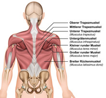 Anatomie Der Rückenmuskeln Mit Beschreibung Deutsch / Latain