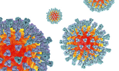 Wall Mural - Measles viruses isolated on white background. 3D illustration showing structure of measles virus with surface glycoprotein spikes heamagglutinin-neuraminidase and fusion protein