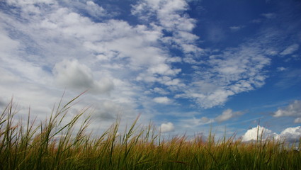 Blue  clounds Sky and Grass flower