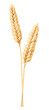 Isolated wheat. Two wheat ears isolated on white with clipping path