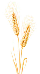 Aufkleber - Isolated wheat. Two wheat ears with leaves isolated on white background with clipping path
