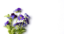 Wild Viola Flower On White Background
