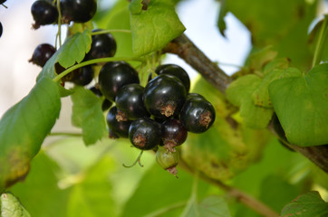 berry black currant and leaves on the tree