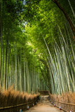 Fototapeta Na drzwi - Bamboo forest, Japan