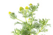 Pineapple weed or wild chamomile (Matricaria discoidea) isolated on white background. Medicinal plant