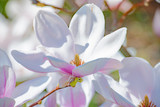 Fototapeta Tulipany - kwitnąca magnolia 