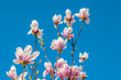 kwitnąca magnolia 