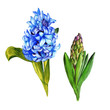 Wildflower hyacinth flower in a watercolor style isolated. Full name of the plant: hyacinth. Aquarelle wild flower for background, texture, wrapper pattern, frame or border.