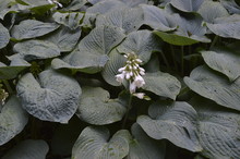 Hosta Sieboldiana - Plant With Huge Blue-green Leaves And White Flowers
