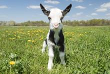 Young Funny Goat In Dandelions Looking At The Camera