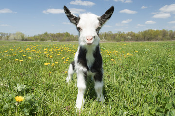 Wall Mural - Young funny goat in dandelions looking at the camera