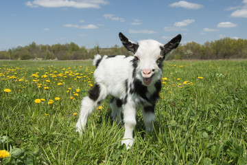 Wall Mural - Young crying goat on the field looking at the camera