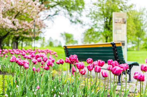 Fotografie, Obraz Empty bench in green plaines d'Abraham in morning during summer with pink or pur