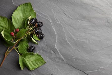Wall Mural - Fresh ripe blackberry branch on textured stone background, top view