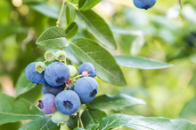 Blue Berries On The Bush