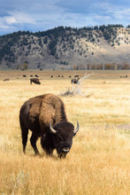 Buffalo In Jackson Hole