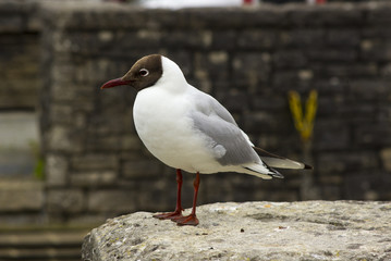 A common black headed gull with its distinctive markings and red legs. This species is very common in all parts of the British Isles and ranks as one of the smallest.