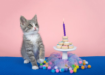 Gray and white kitten looking to viewers right, sitting on a blue weave mat, small pedestal table with donut cake stacked, single burning candle. Pink background. Birthday party.