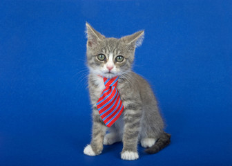 Gray and white kitten wearing a red and blue striped tie, sitting on a blue background looking at viewer. Ears cocked with perplexed expression