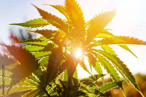 Plakat Marihuany zasadzają w złotym lata świetle, marihuany tło z obiektywu racą