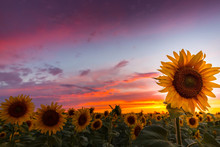 Sunflower Fields Profiled On Warm Sunset Colors, In Rural Field In Europe