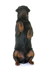 Sticker - rottweiler standing up