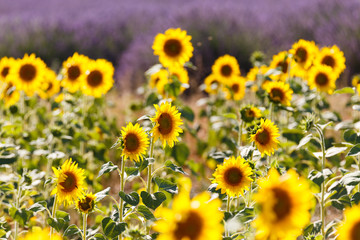 sunflowers fields