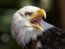 The Bald Eagle (Haliaeetus Leucocephalus) Portrait