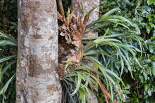 Closeup Of Parasitic Bromeliad Growing On Kauri Tree Trunk