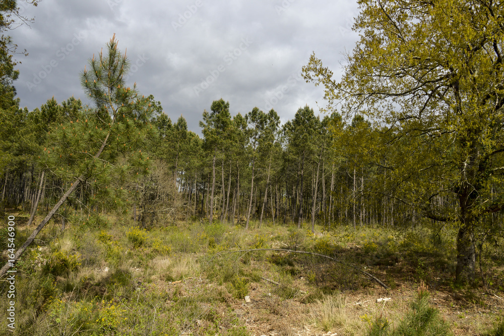 Pin Maritime Pin Des Landes Pinus Pinaster Foret Landaise Parc pin-maritime-pin-des-landes-pinus-pinaster-foret-landaise-parc