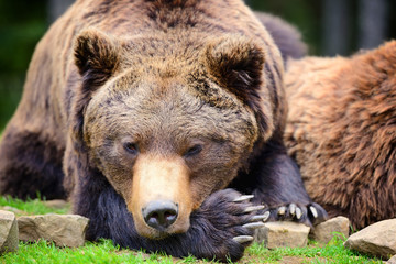 European brown bear in a forest landscape at summer. Big brown bear in forest.