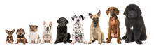 Nine Different Breed Puppy Dogs On A Row From Small To Large Isolated On A White Background