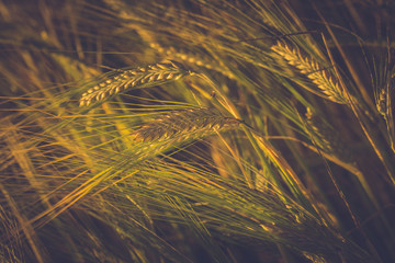 golden wheat field and sunny day