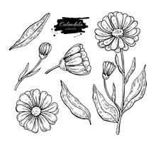Calendula Vector Drawing. Isolated Medical Flower And Leaves. Herbal Engraved Style Illustration.