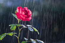 Red Rose In The Summer Rain