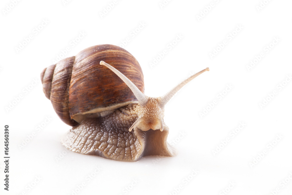 Snail isolated on white background Stock Photo | Adobe Stock