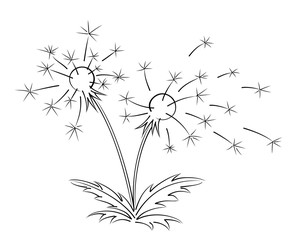 Sticker - Sketch of field dandelion. 