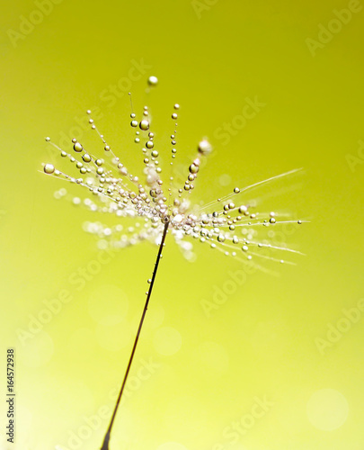 dandelion-nasieniodajny-makro-z-kroplami-rosy-woda-blyska-w-swietle-slonecznym-na-jasnozielonym-tle-niesamowite-przewiewne-piekny-ws