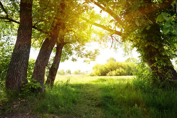 Wall Mural - a path under green trees to the sun