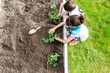 © Sarah Rypma - Two children planting strawberry plants in garden, overhead view