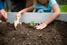 Young Girl Planting Plant In Garden, Father Helping Her, Mid Section