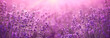 Leinwandbild Motiv violet lavender field